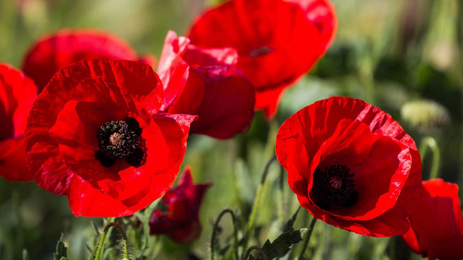 Море от гигантски макове започна да залива вчера мюнхенския площад