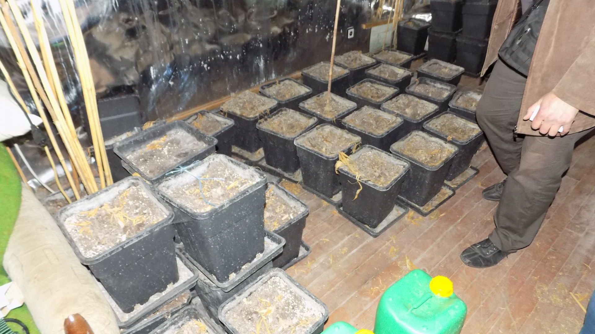 Разкриха високотехнологична домашна оранжерия за марихуана в Костинброд (снимки)