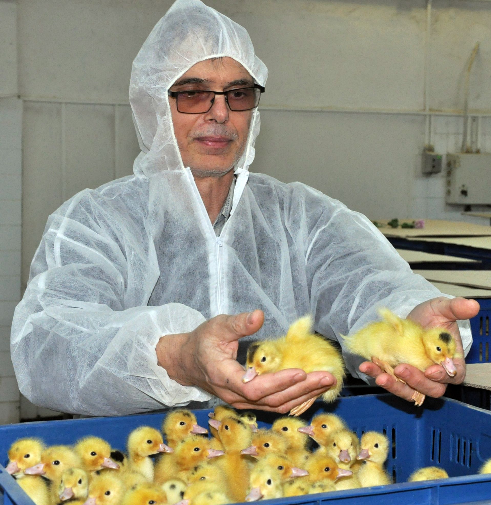  Преди седмица фермата бе обявена за огнище на птичи грип и всички патици бяха умъртвени, но сега проблемът е какво да се прави с новородените в трикилометровата зона