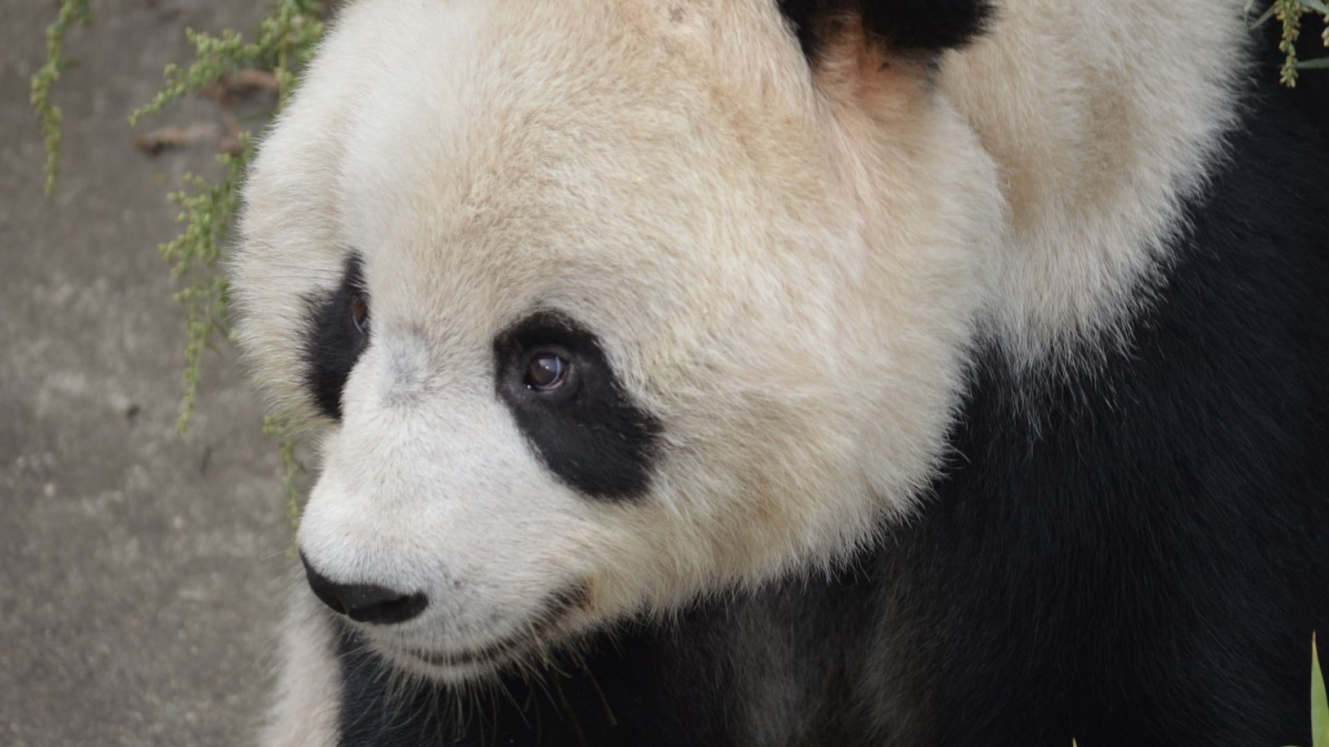 Дете падна при панди в зоопарк, вижте как го спасиха