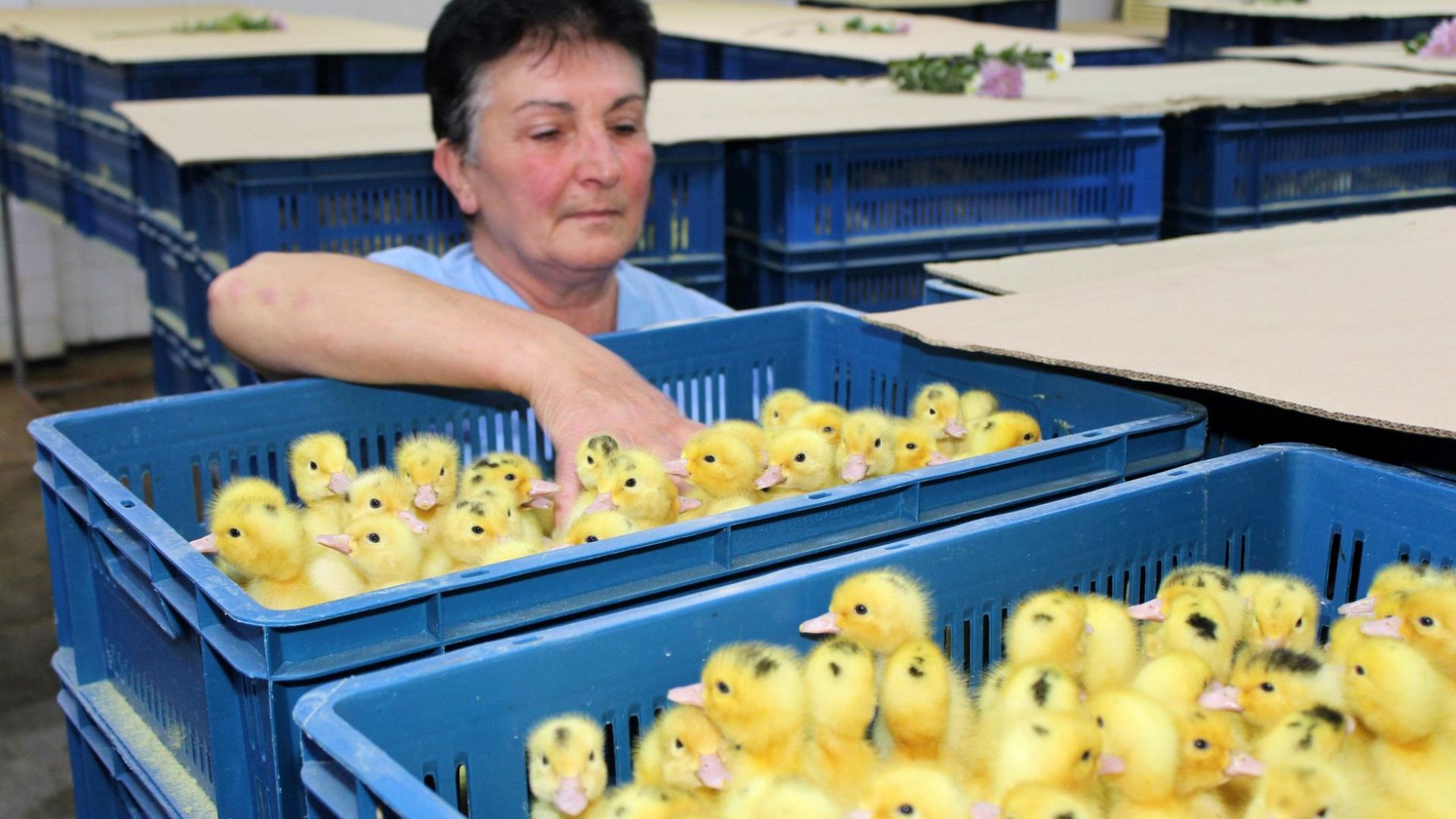 Близо един милион птици са унищожени заради птичия грип в