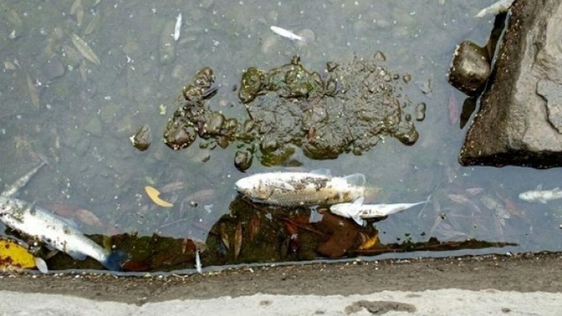 Има мъртва риба във водоема край Поморие установи повторната проверка
