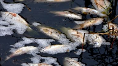 Доброволци извадиха около 11 тона мъртва риба от езеро в