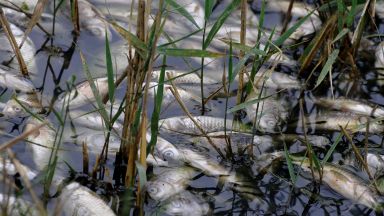 Мъртва риба изплува в река в Ямболско, кметът на Стралджа обвини предприятие от Карнобат