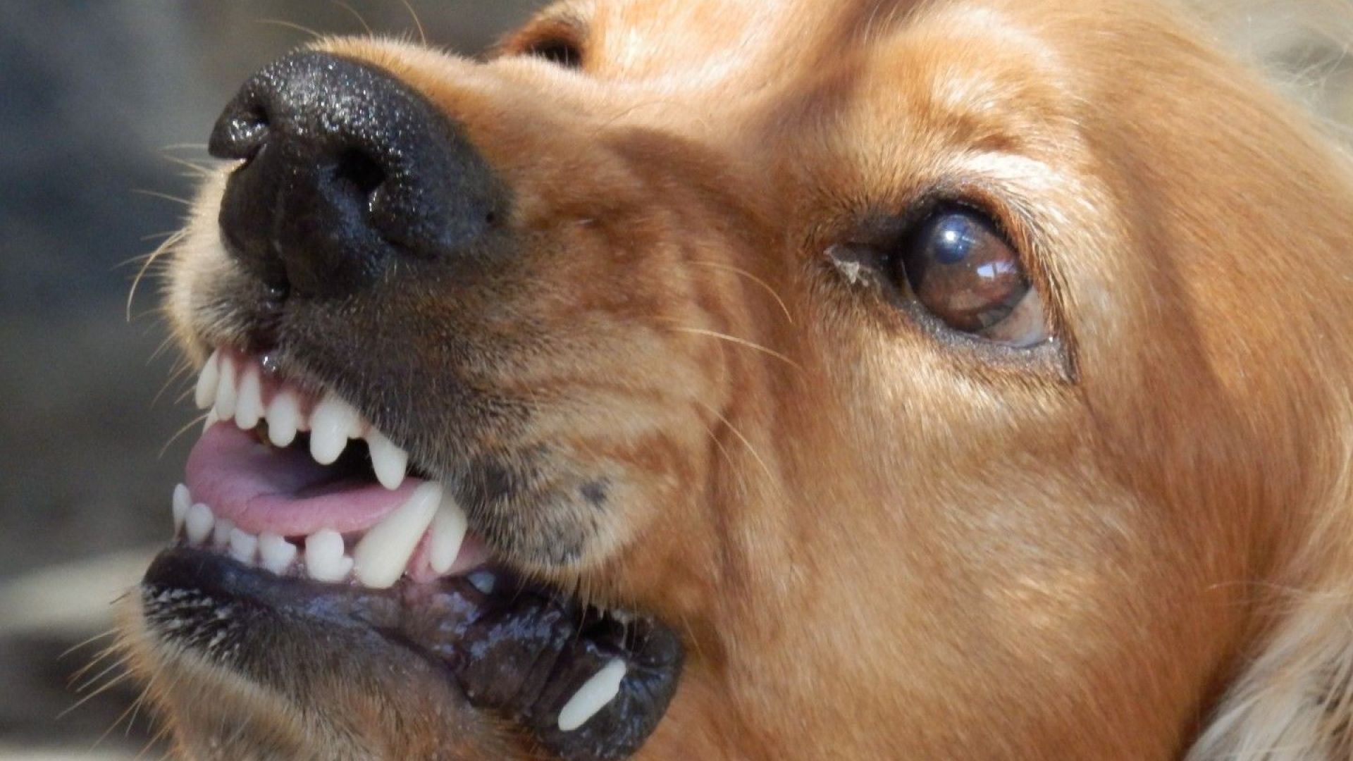 Би Би Си замесва българин в нелегална търговия с кучета за боеве