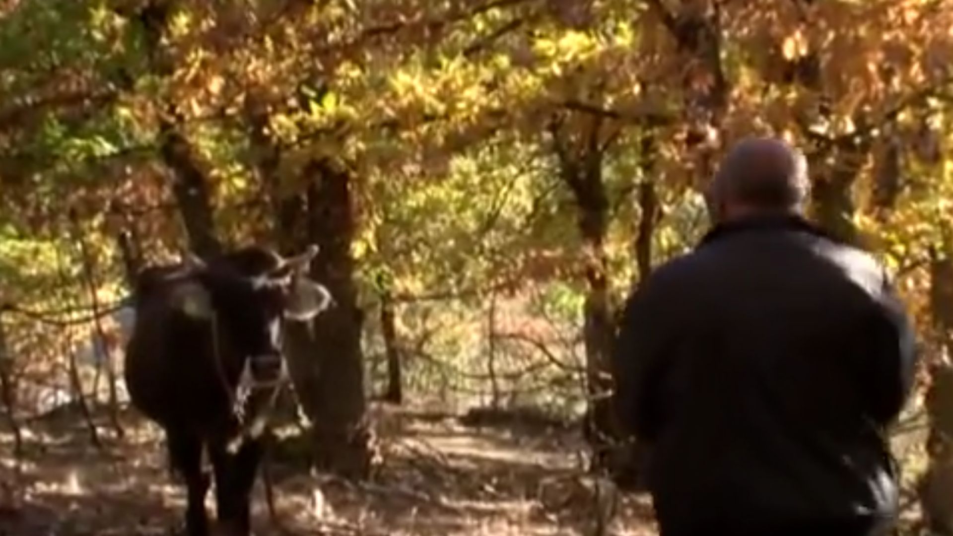 Спокойно и безметежно продължава животът на кравата Пенка за която