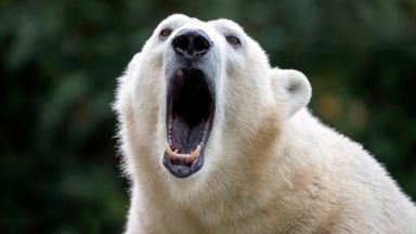 Бели мечки взеха под обсада село заради промяната в климата