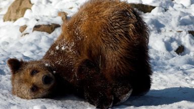 Не са само мечките: Вижте кои спят зимен сън