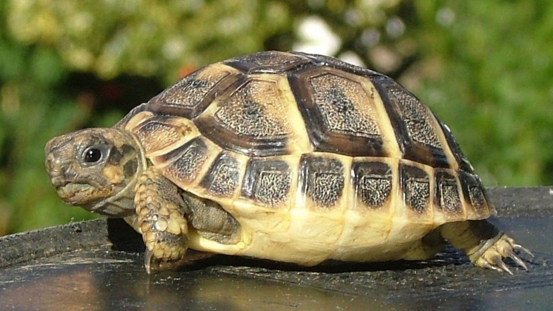 Две сухоземни костенурки задържаха митническите служители на МП Капитан Андреево