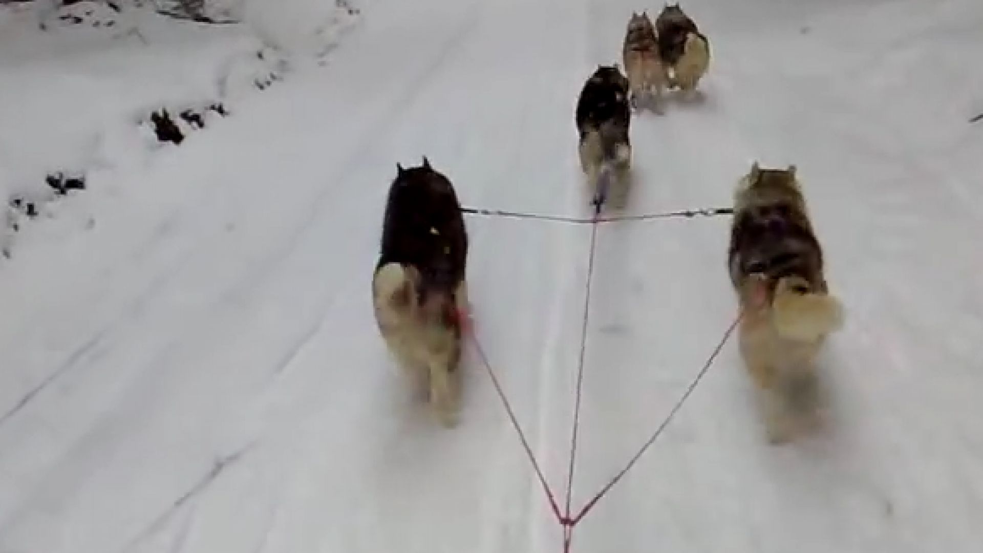 Министерството на транспорта на Дания призна кучешките впрягове за официален