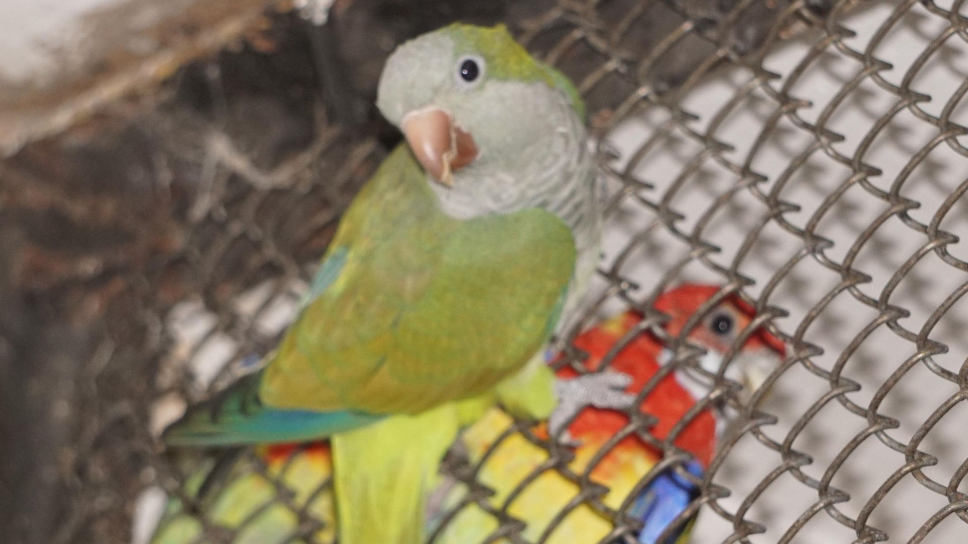 Зоопаркът във Варна се сдоби с рядък вид папагал