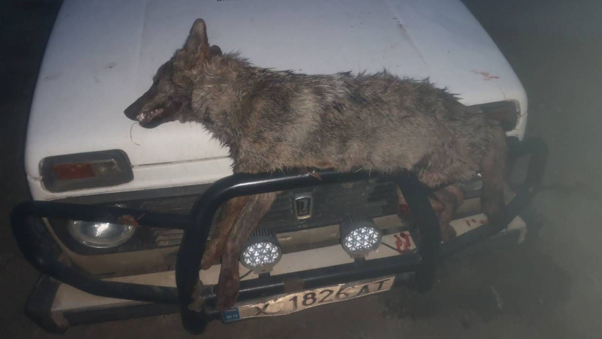 Ловци от щитската дружинка гръмнаха два вълка по време на