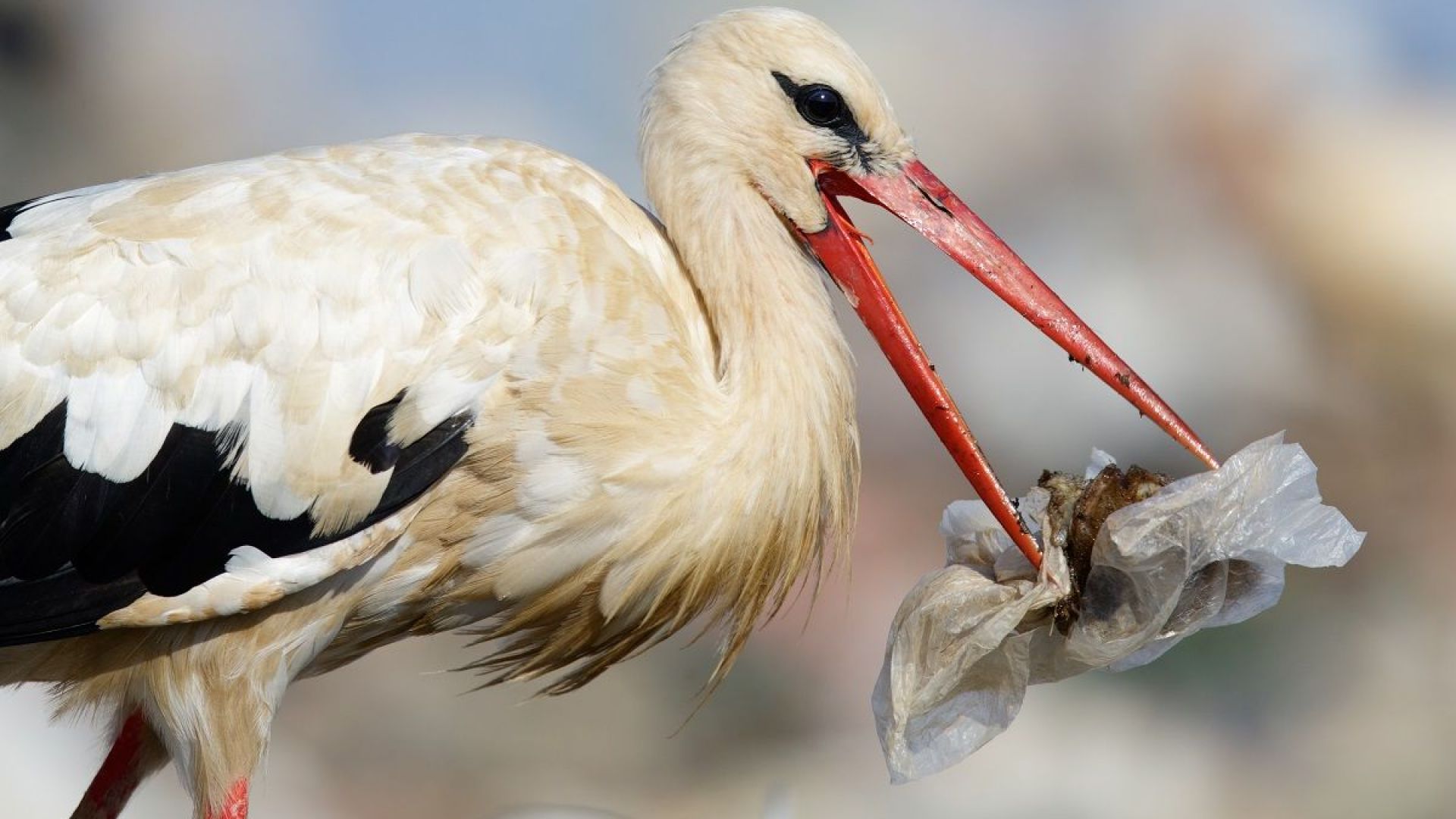 National Geographic поставя началото на кампанията Планета или пластмаса и