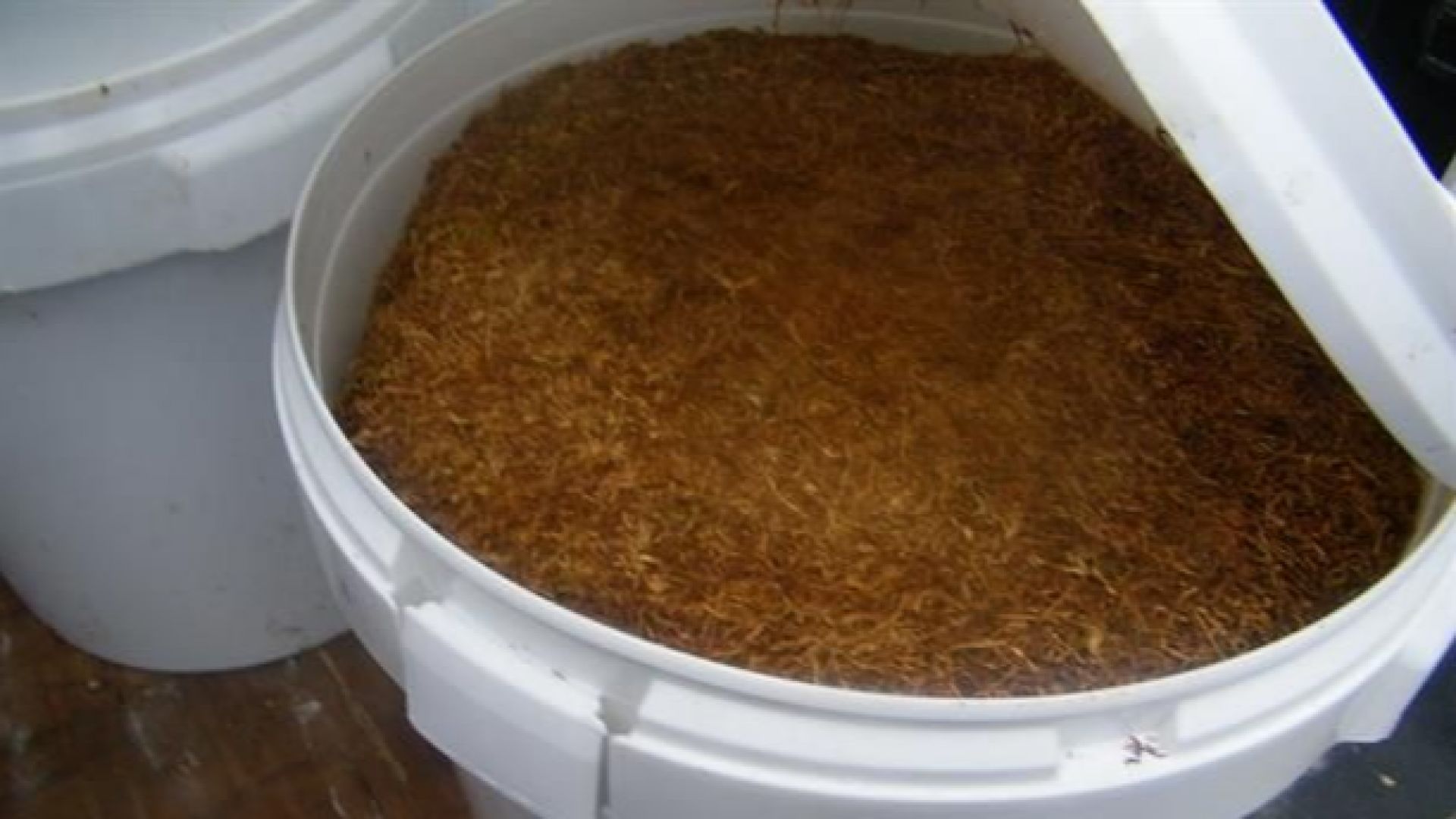 При специализирана полицейска операция вчера служители от ГПУ Варна са извършили