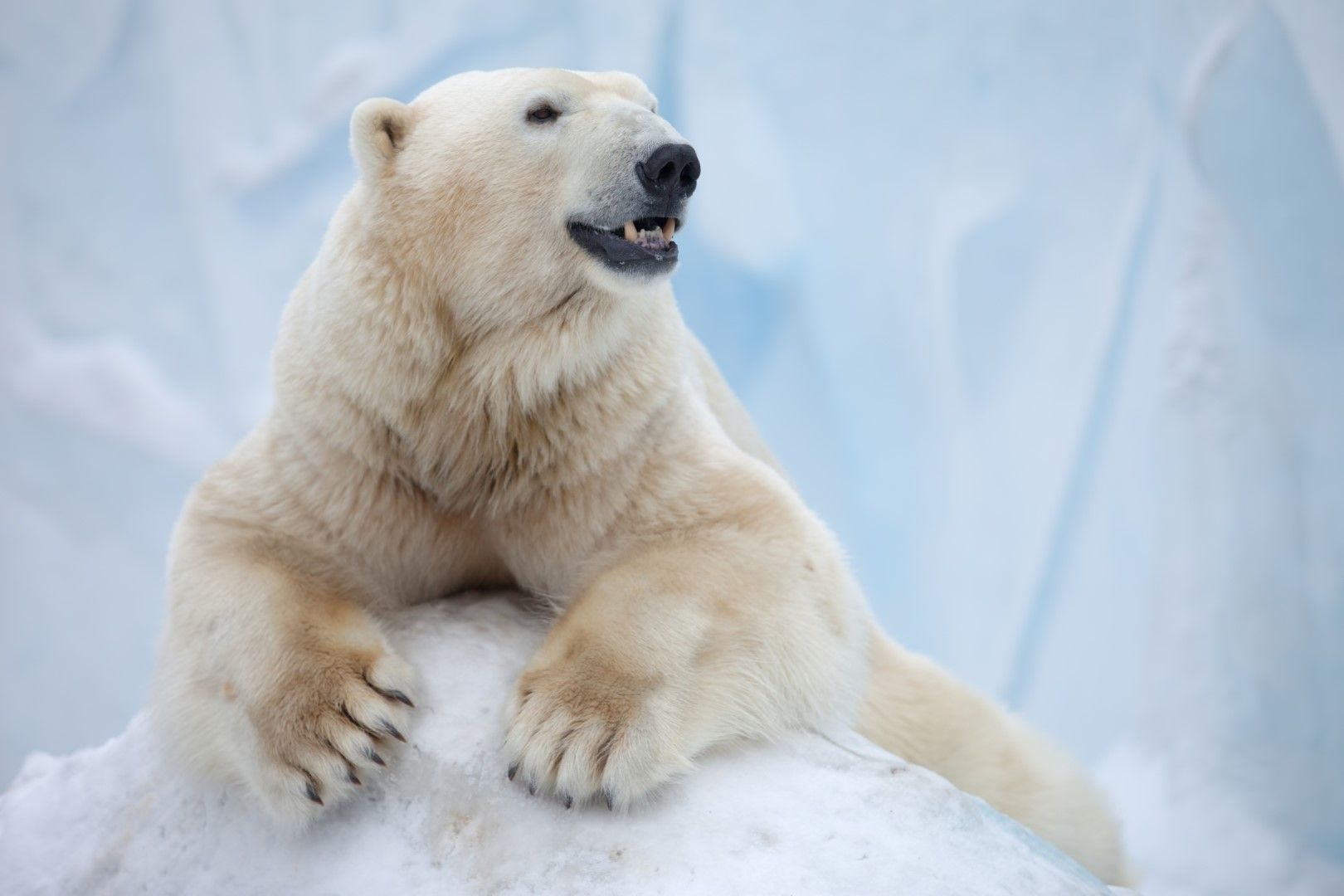 Бяла мечка релаксира на буца лед