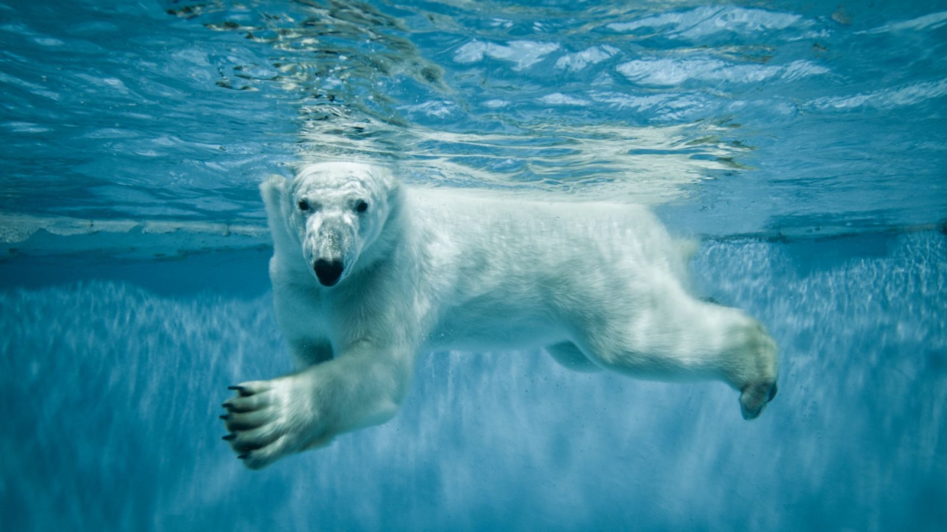 Популацията на белите мечки в Арктика  се  увеличавала