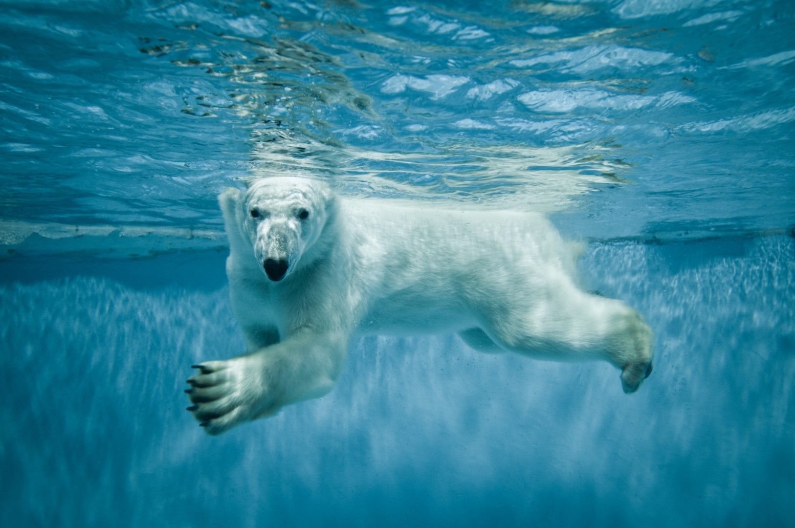 Освен всичко друго, белите мечки са и отлични плувци