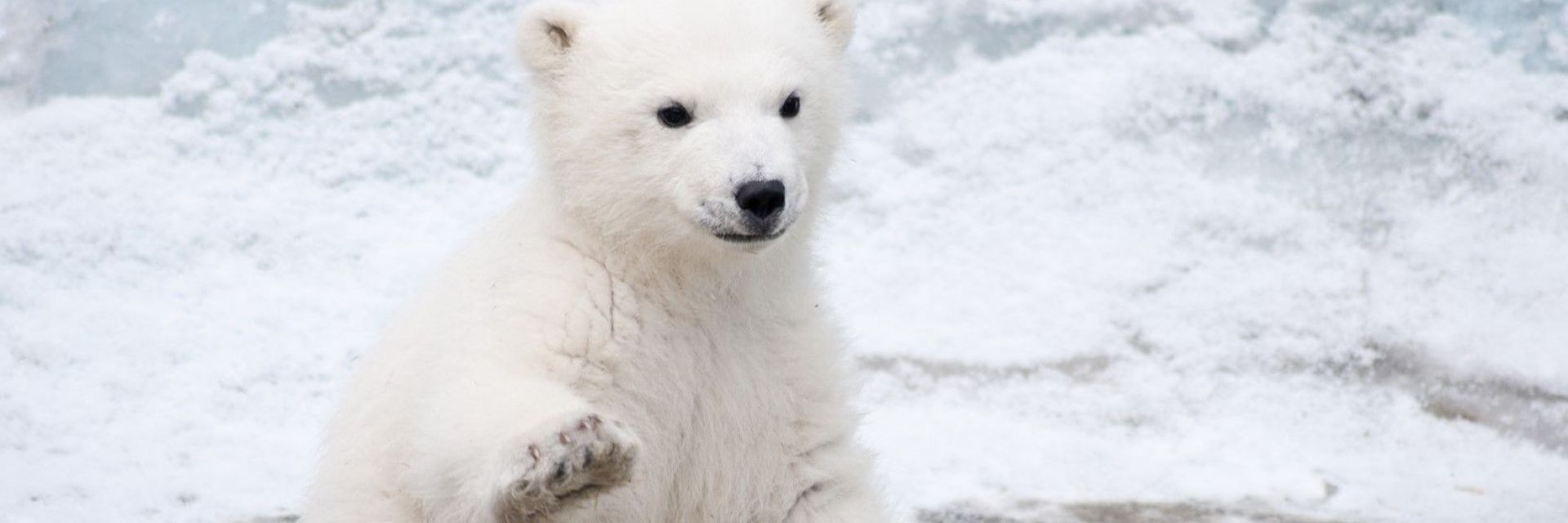 Бяла мечка се появи на 700 км от обичайния си хабитат