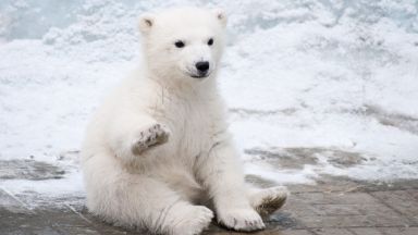Глобалното затопляне ще убие една трета от белите мечки