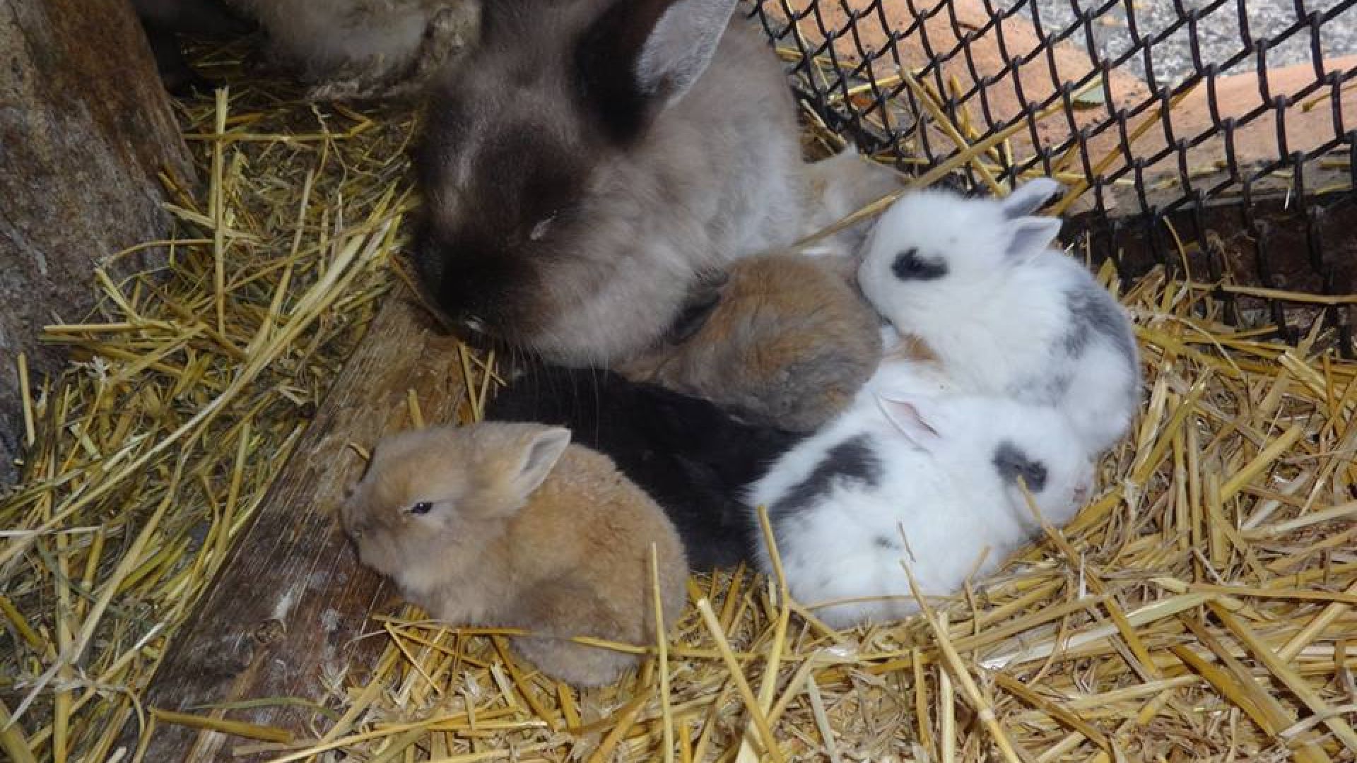 Въпреки студеното време в зоопарка във Варна продължават да се