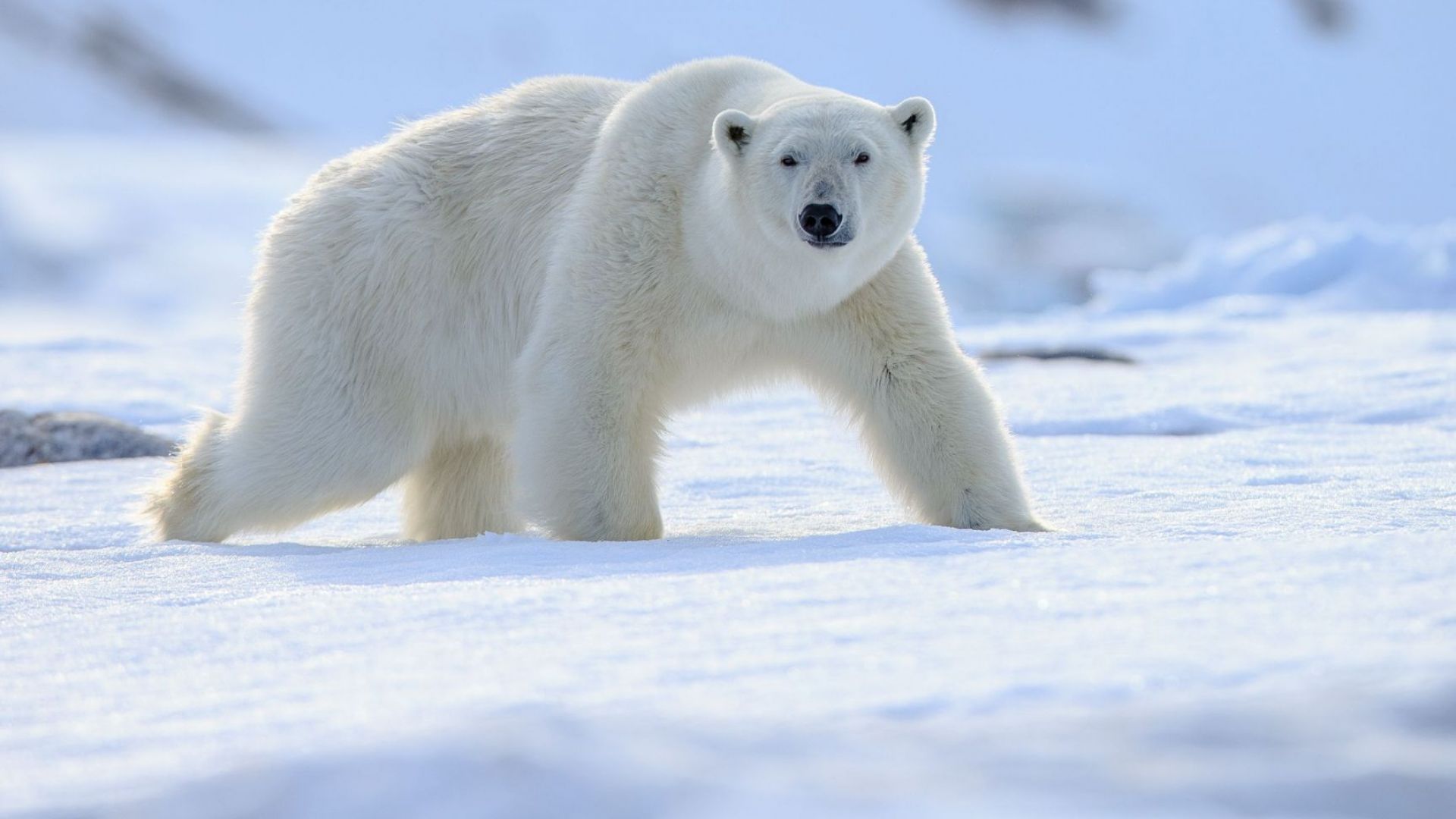 Специалисти в Русия ще разработят догодина стандарти и правила при