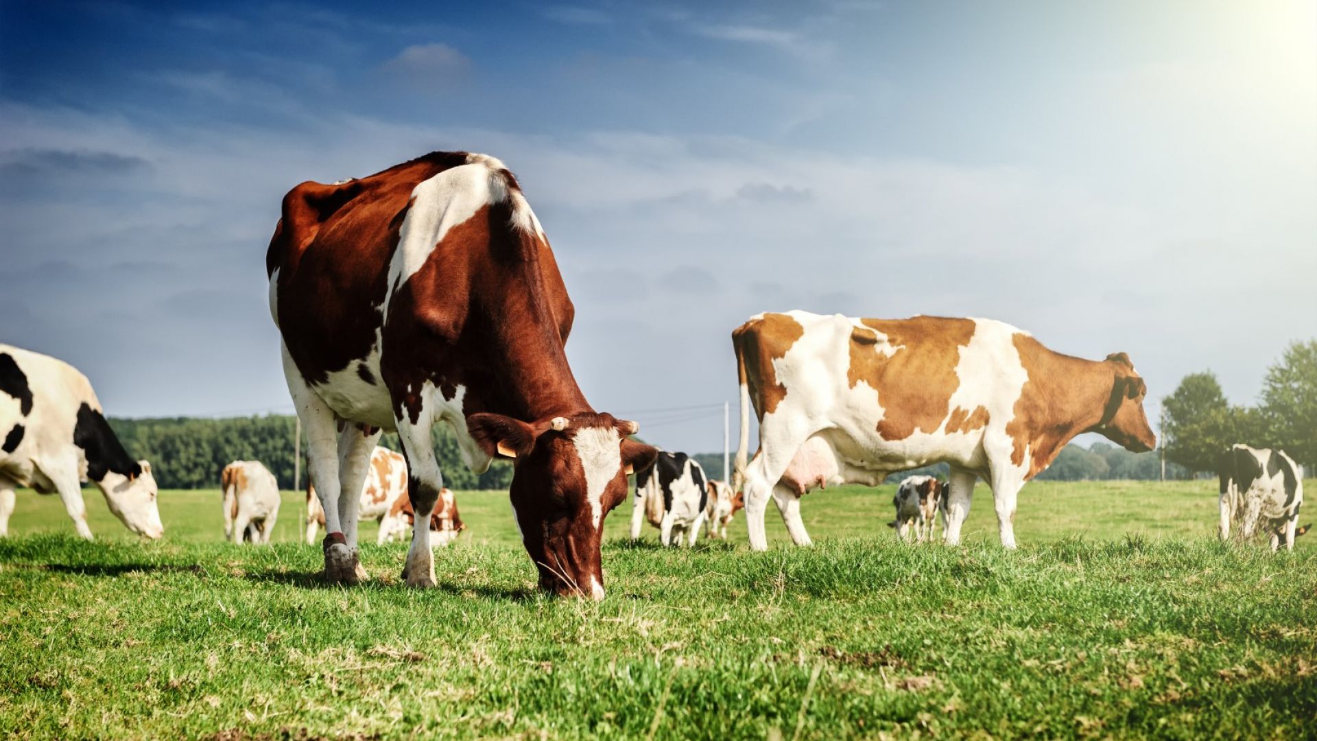 Повече ливади и по-малко интензивно животновъдство за изхранване на Европа