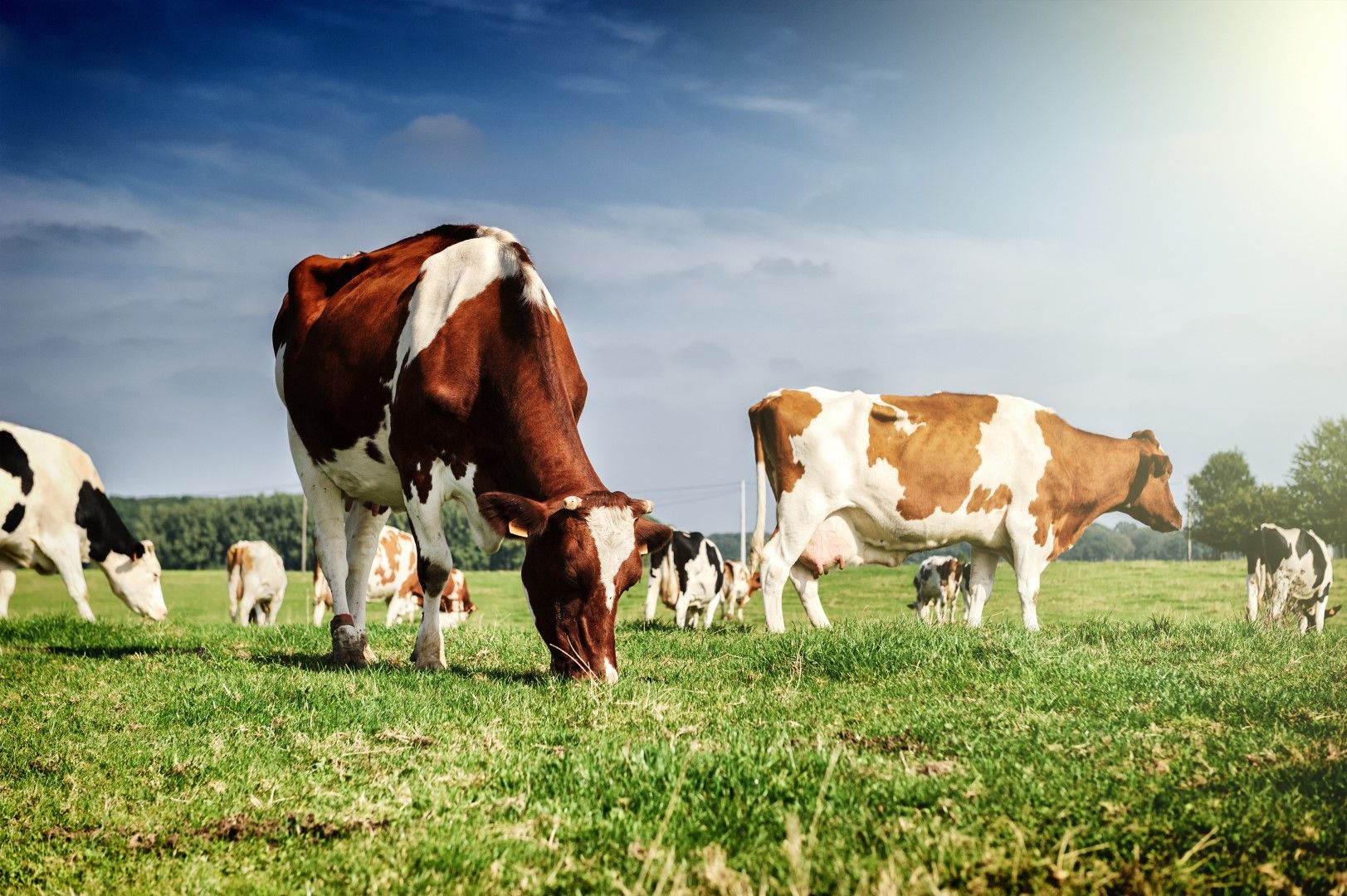 Намаляването на интензивното животновъдство би могло да позволи на Европа да спре да внася над 40 милиона тона соя годишно