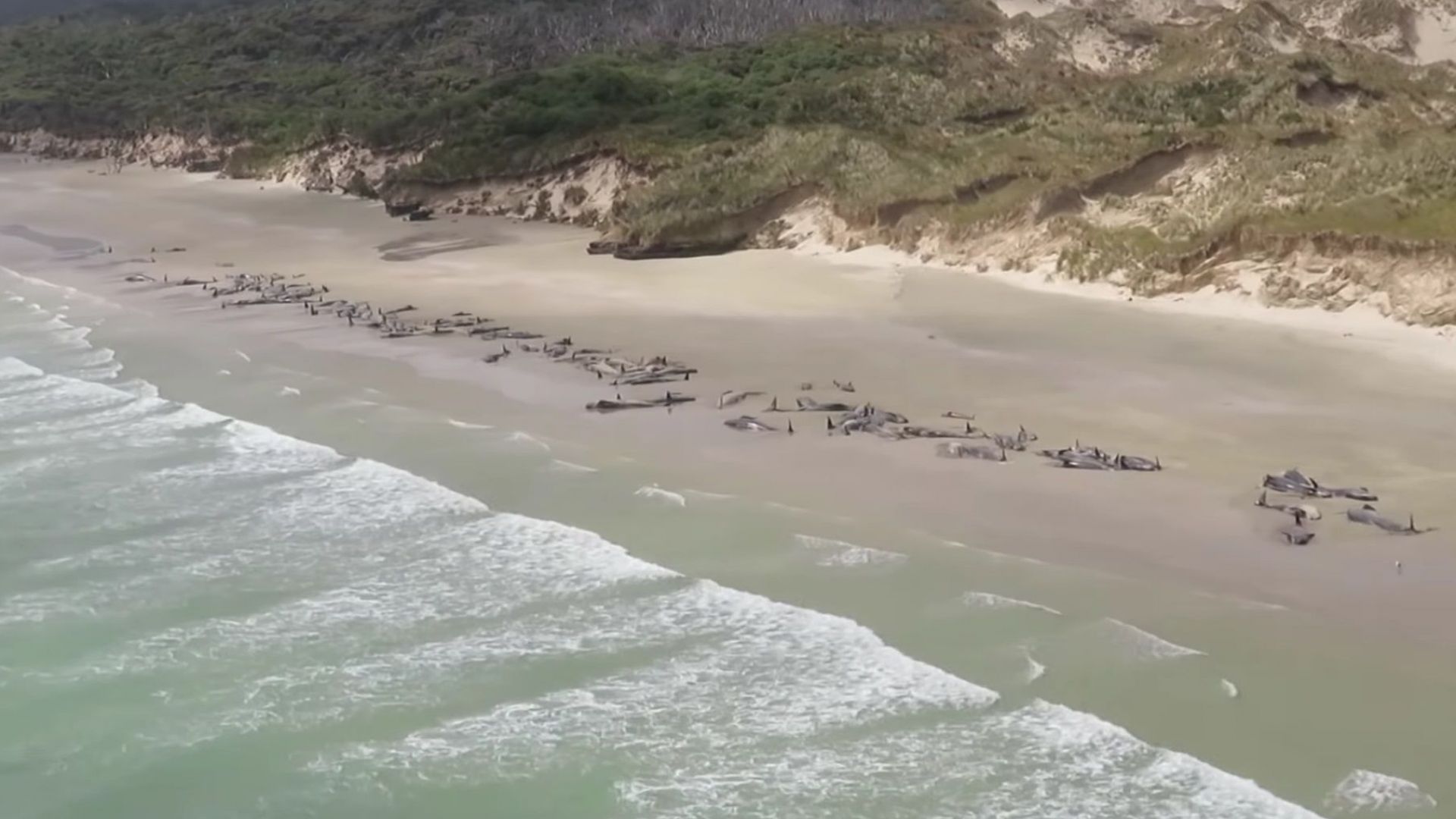 Повече от 140 кита загинаха на брега на новозеландски остров