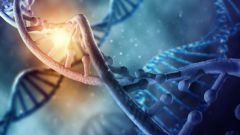 Еволюция: Имаме дългосрочна памет заради ДНК увреждане