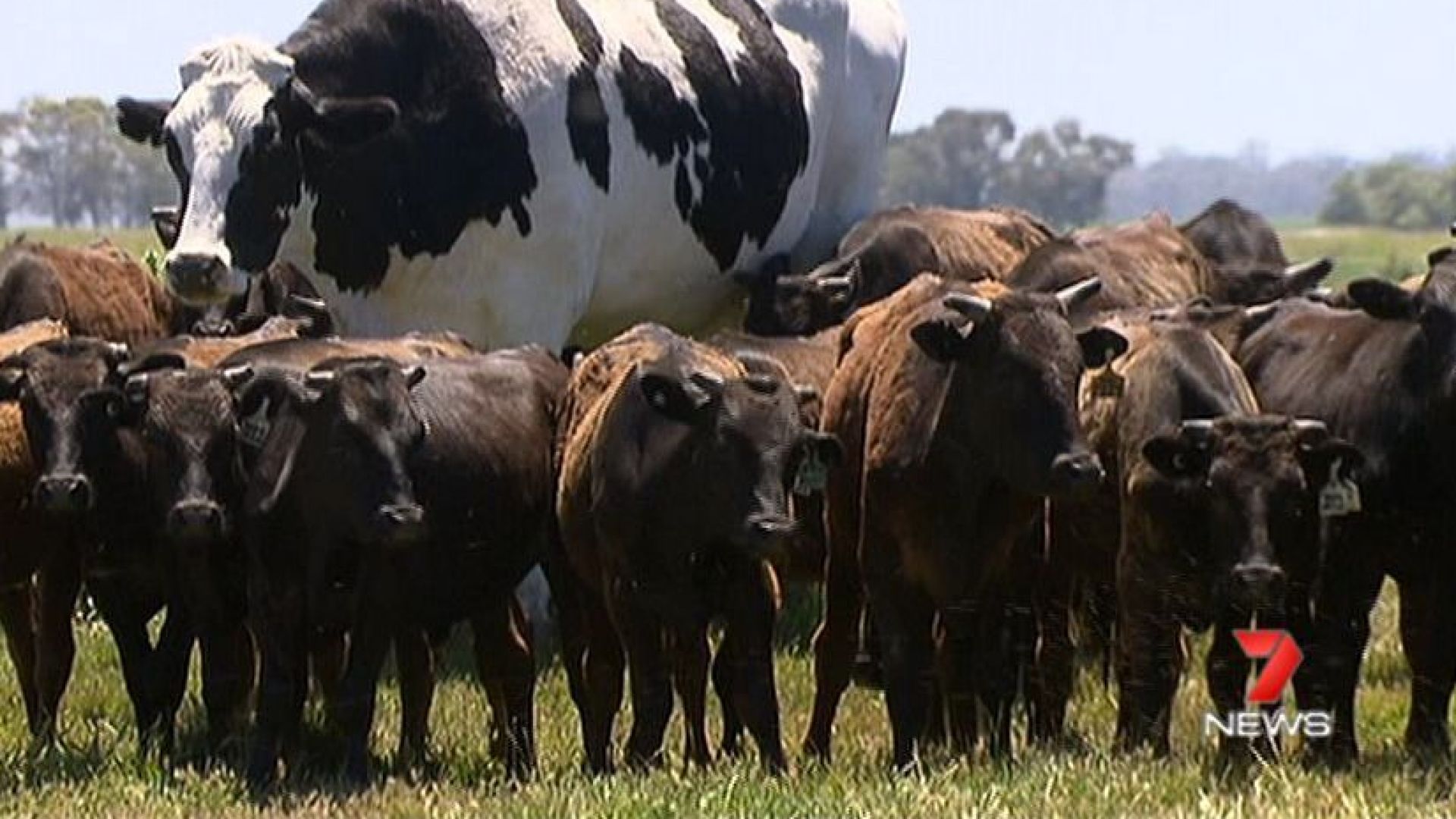 Не всеки ден можете да видите говедо което да ви