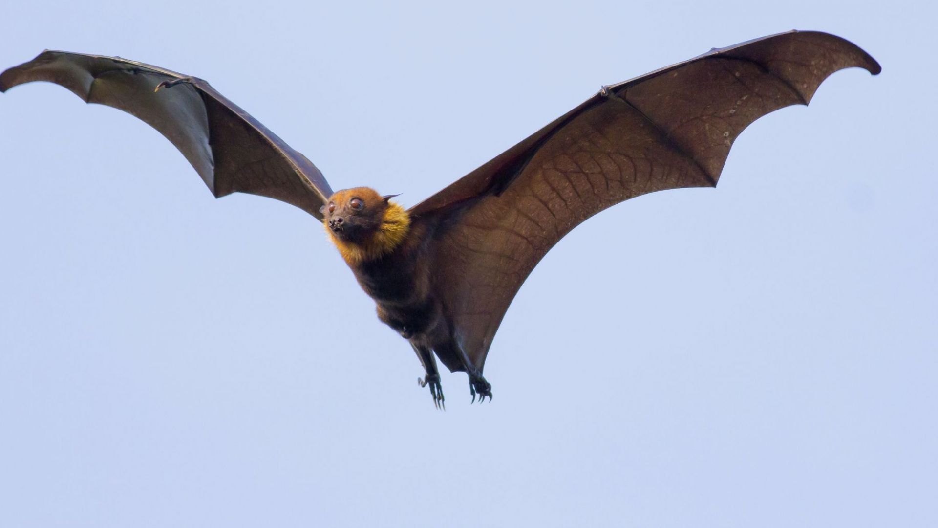 Необичайната жега стана причина за масово измиране на летящи лисици