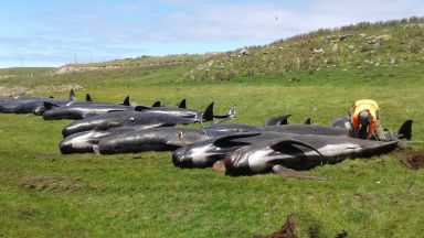 Още 50 кита умряха в Нова Зеландия