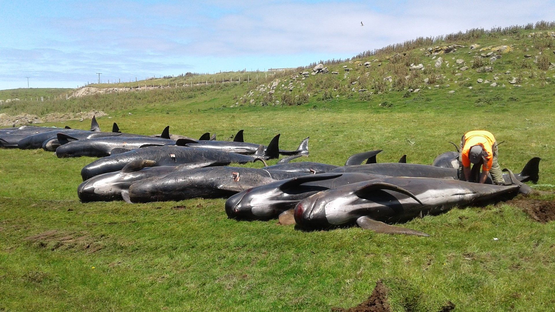 Единствените оцелели китове - състоянието им е такова, че не могат да бъдат спасени