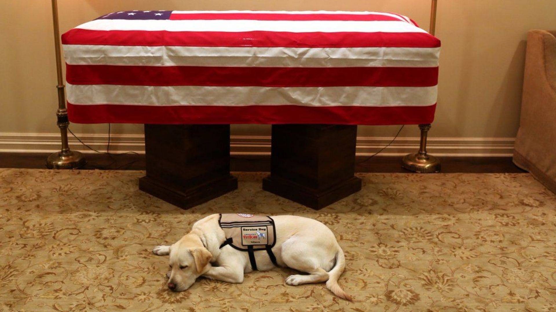 Съли жълтият лабрадор който беше куче придружител на Джорд Буш старши ще