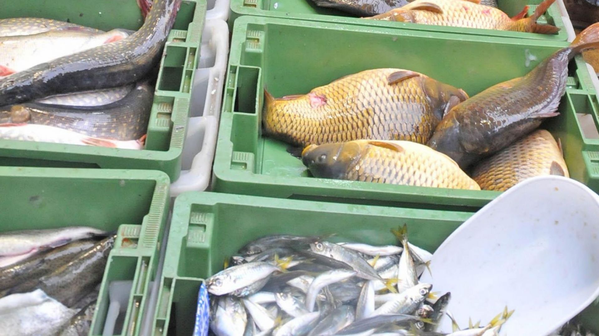 От 4 до 6 декември в София ще се проведе