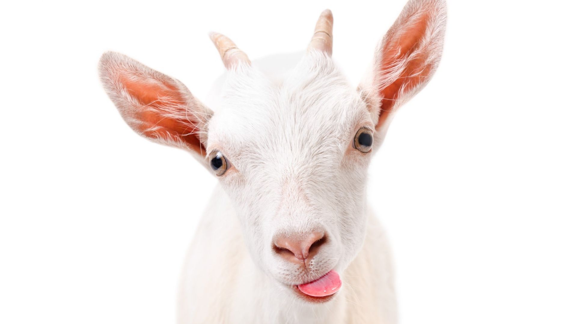 Домашната коза Белка изяла 20 000 евро на стопаните си