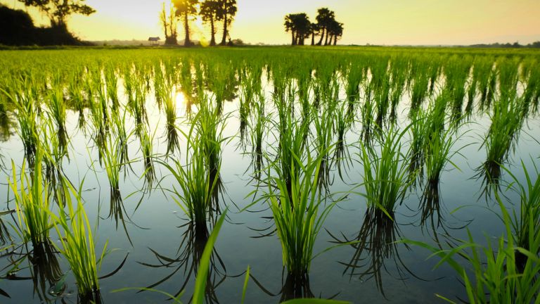 Оризът е виновен за една пета от глобалното затопляне