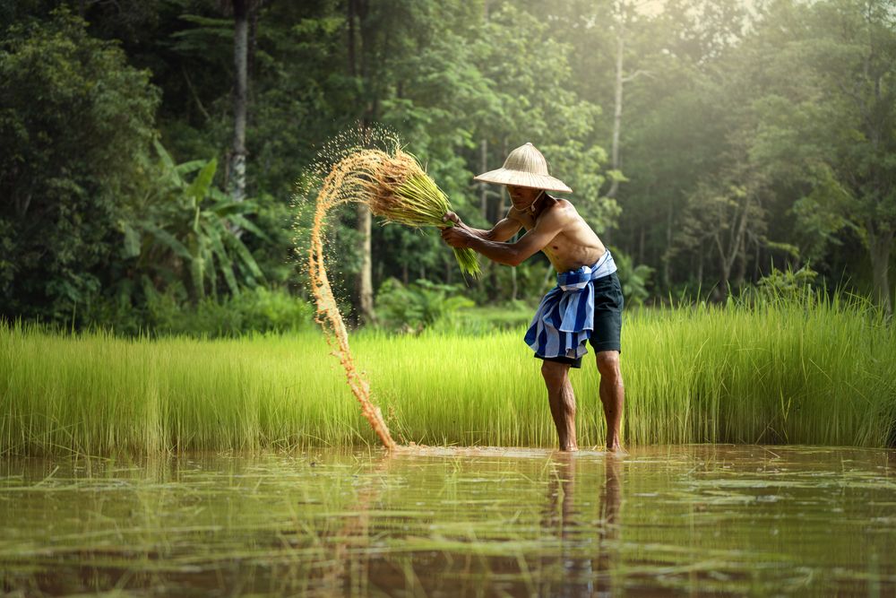 Виетнамец отглежда ориз