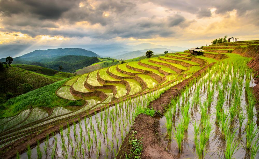 Терасирани оризища в Индокитай