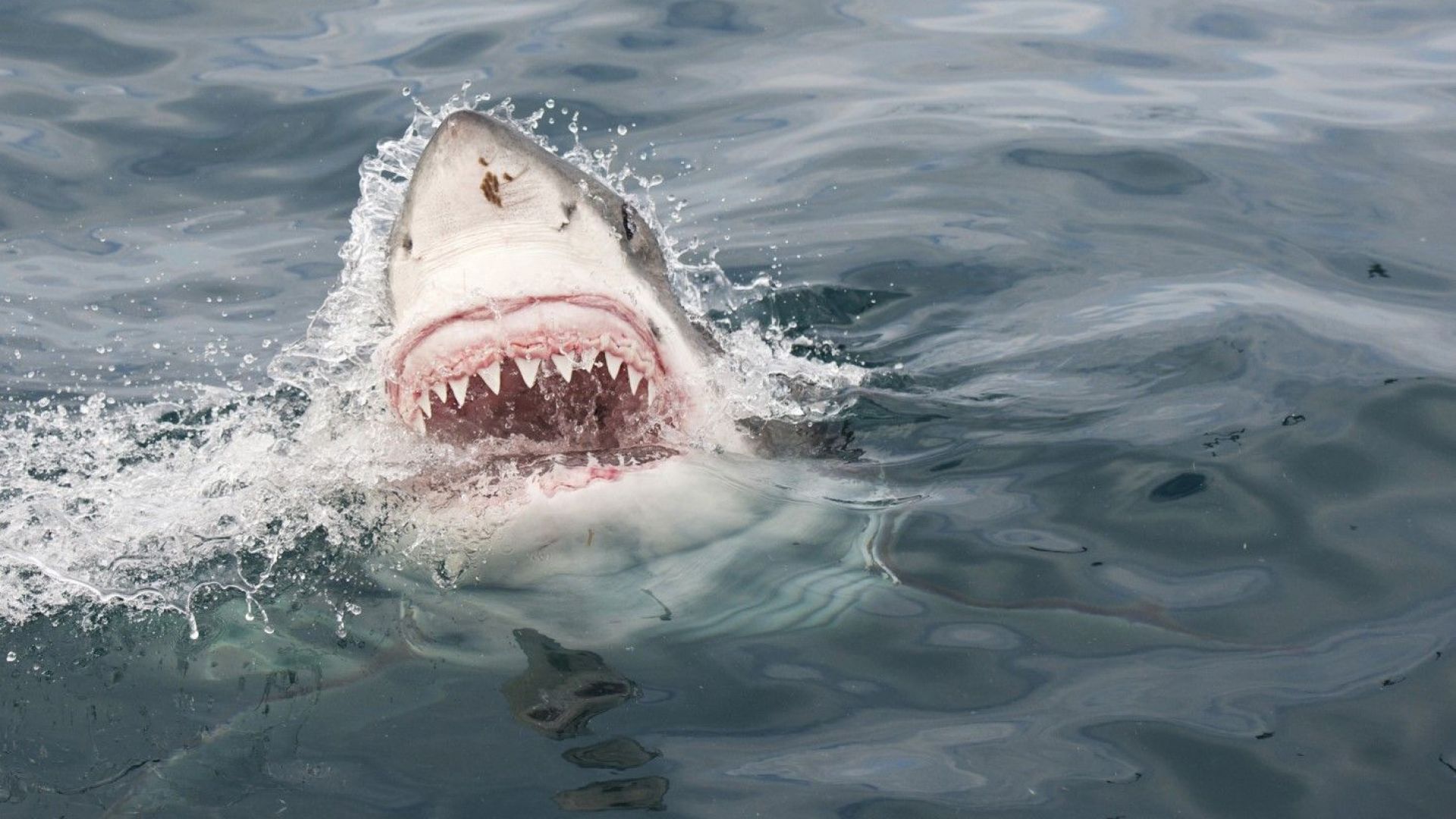 Сърфист е в тежко състояние в болница след като е