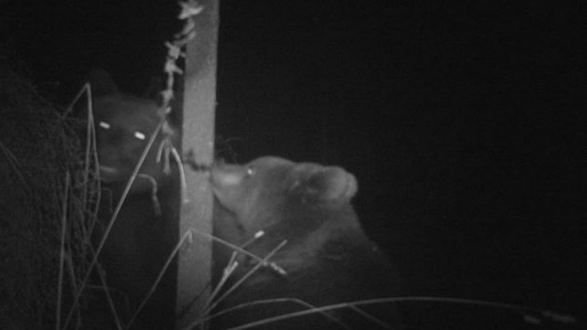 Мечка и малко мече са заснети в района на държавно