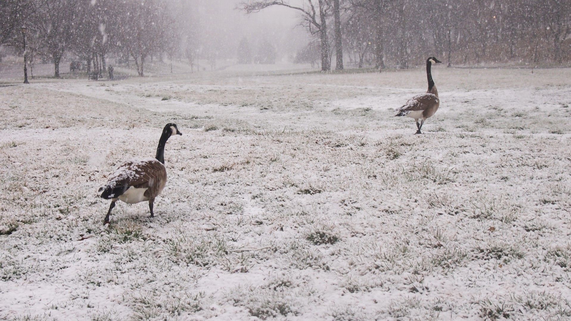Домашните птици консумират сняг за пиене, ако  няма подходяща или достъпна течна вода.