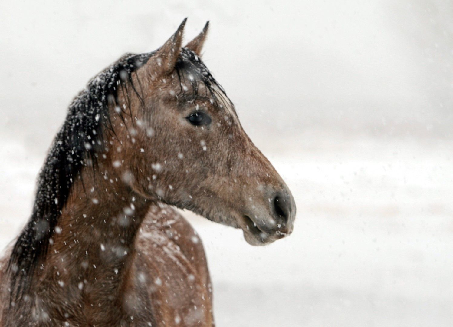 Този кон вероятно се чуди, дали да изплези език и да убие няколко снежинки :)
