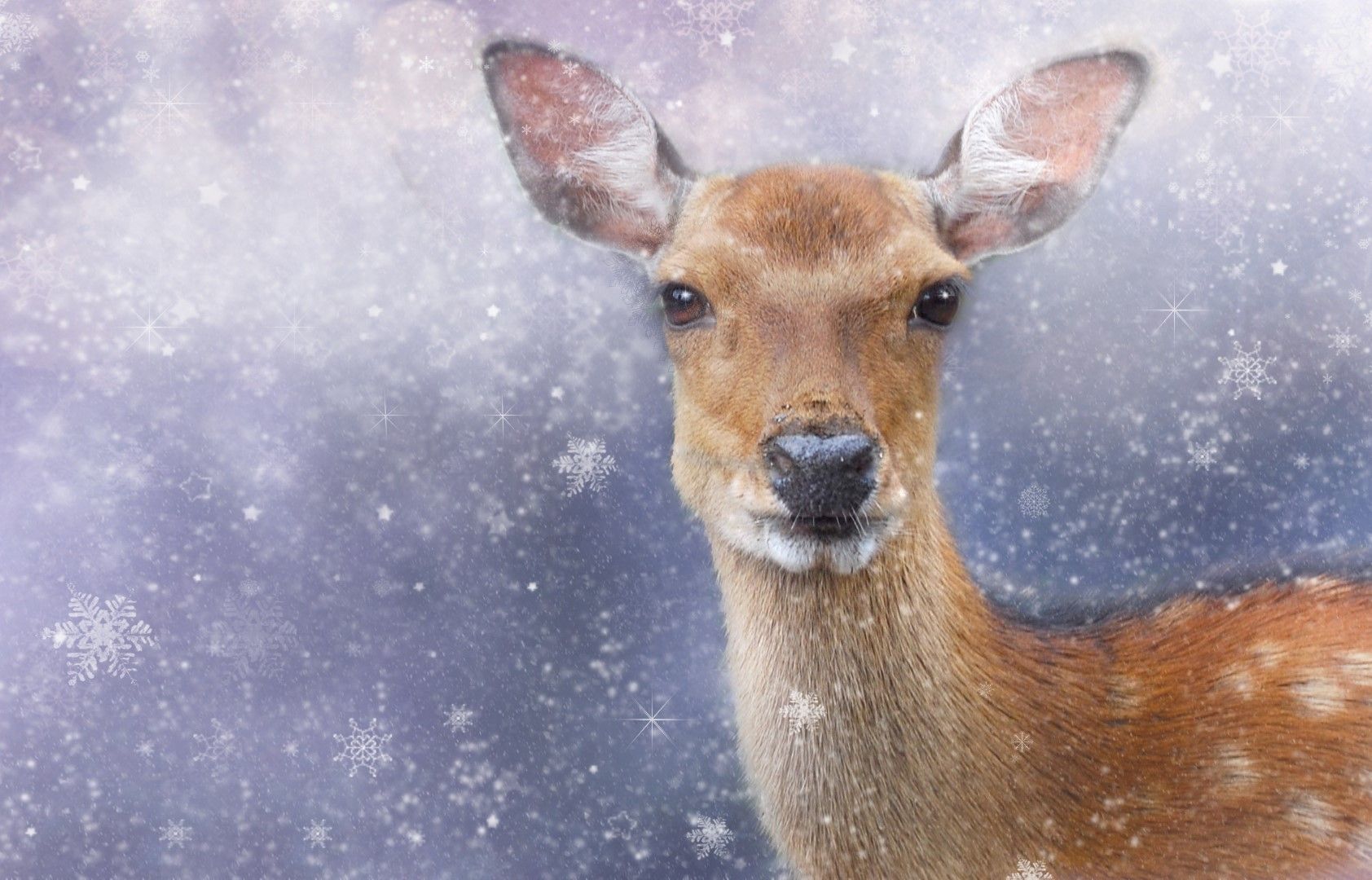 Дивите животни едва ли имат проблеми с консумацията на няколко снежинки
