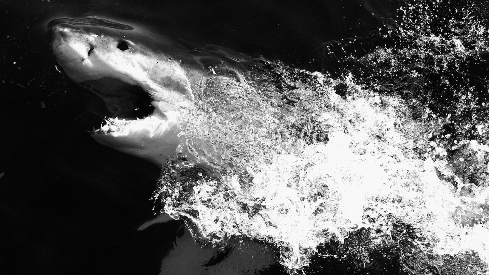 Заради климатичните промени и глобалното затопляне акулите започват да предпочитат