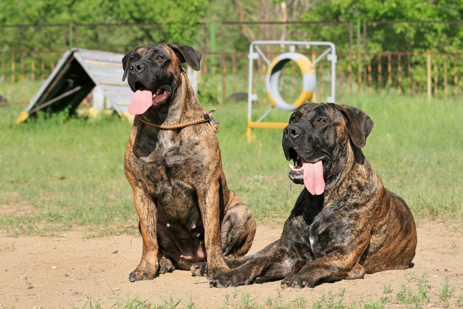 Кучетата от порода Бурбул, известна още като Южноафрикански мастиф