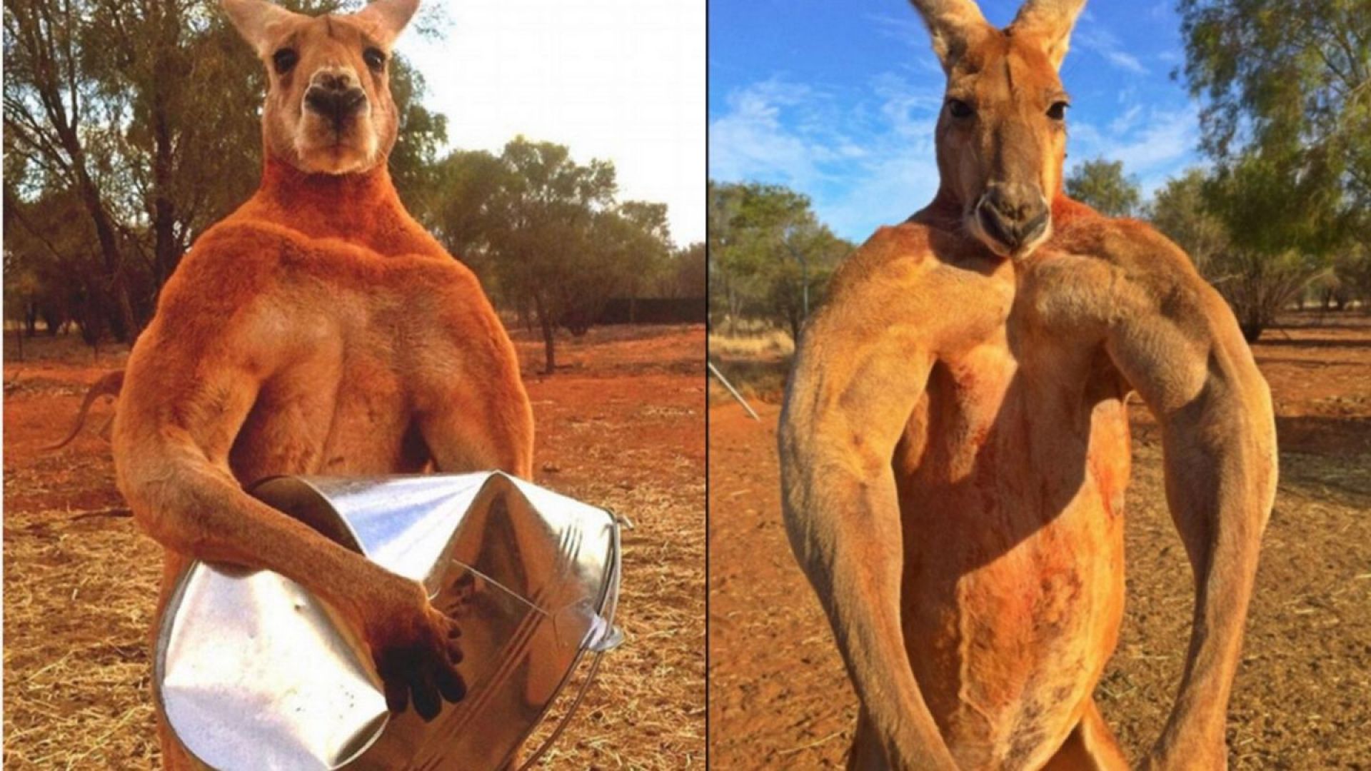 Отиде си културистът Роджър - най-силното кенгуру в света (видео)