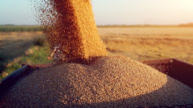 Цените на пшеницата и слънчогледа по световните борси са се повишили през октомври