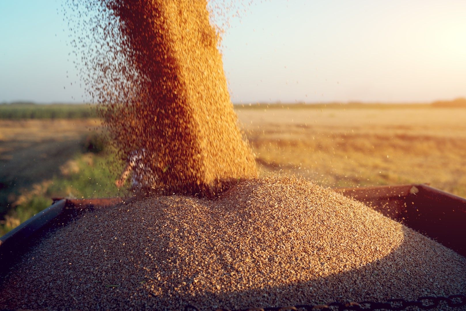 На Софийската стокова борса /ССБ/ цената на пшеницата се покачи на годишна база с около 17 процента