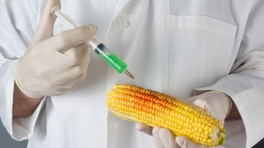 Учени твърдят, че ГМО царевицата не е вредна